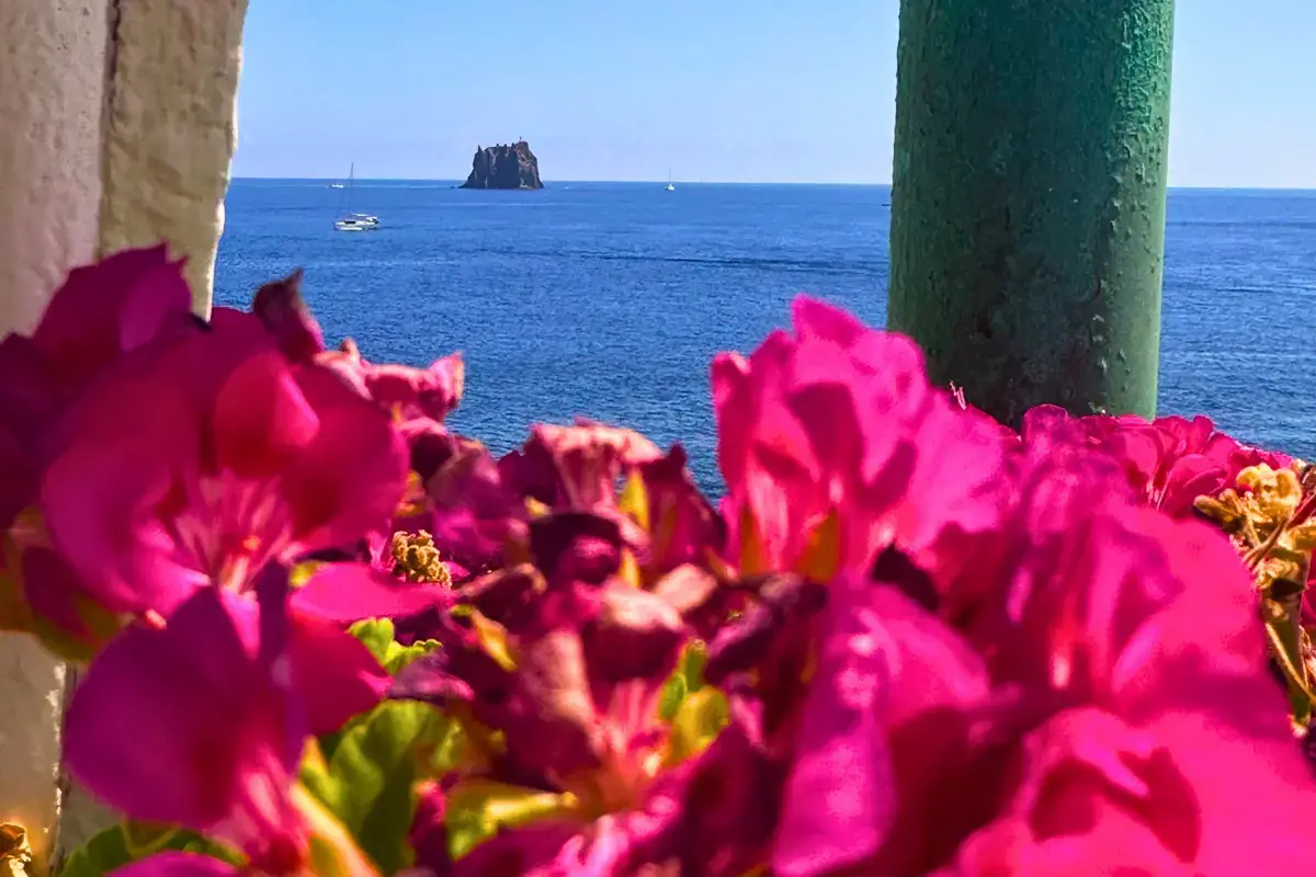 Primo piano di fiori rosa con vista sul mare e Strombolicchio in lontananza, isola di Stromboli – Isole Eolie
