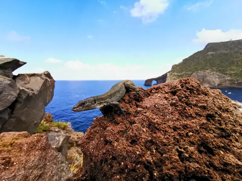Lucertola Podarcis raffonei su una roccia vulcanica alle Isole Eolie, con vista sul mare e l’arco di Panarea sullo sfondo