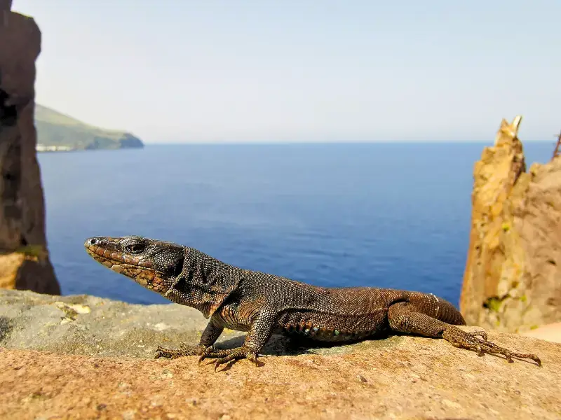 Lucertola Podarcis raffonei su una roccia con vista sul mare alle Isole Eolie, fotografata durante il progetto EOLIè25