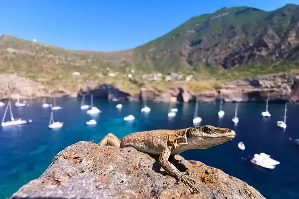 Lucertola Podarcis raffonei su uno scoglio a Vulcano, con vista sul mare e le barche alle Isole Eolie